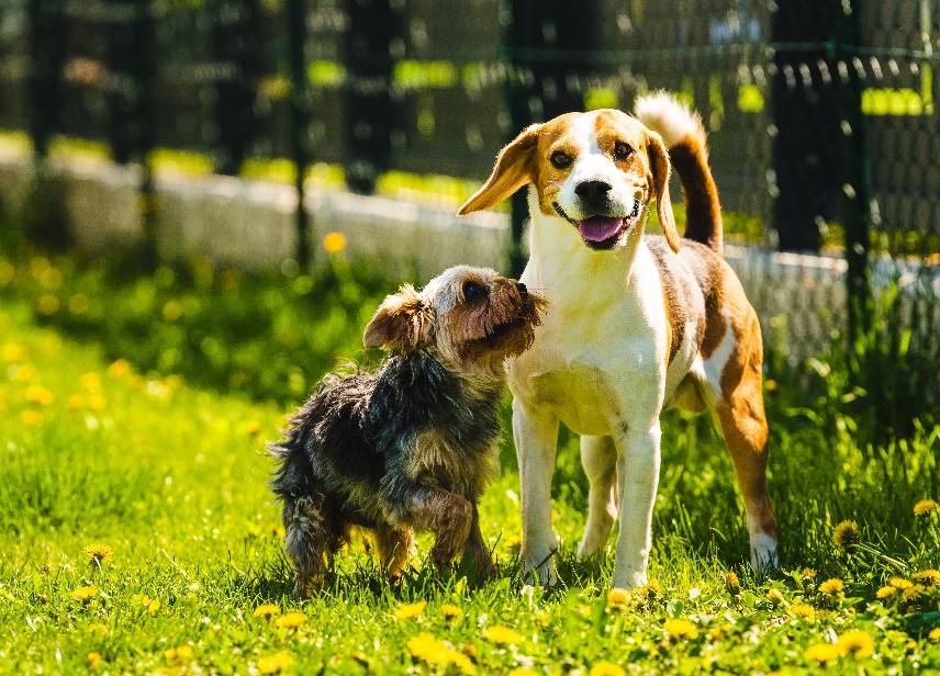 Future Dog Park-image